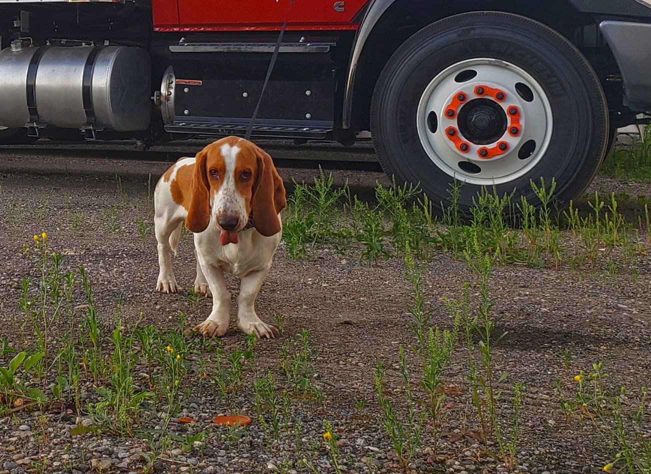 TRUCKING WITH PETS: WHAT YOU NEED TO KNOW